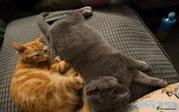 British Shorthair cats for sale: Two Beautiful Kiitens - blue sh & ginger tabby  - Image 10