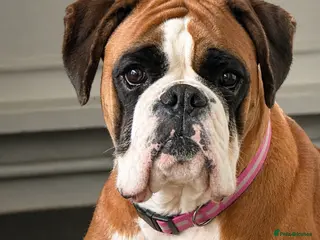 Boxer dogs BOXER pups - Advert 2