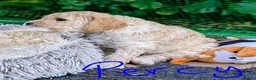 Goldendoodle dogs for sale: 🐾 Beautiful Standard Goldendoodle Puppies 🐾 - Advert 22