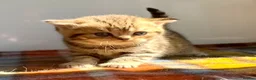British Shorthair cats for sale: Golden Spotted Tabby British Shorthair Female - Advert 4