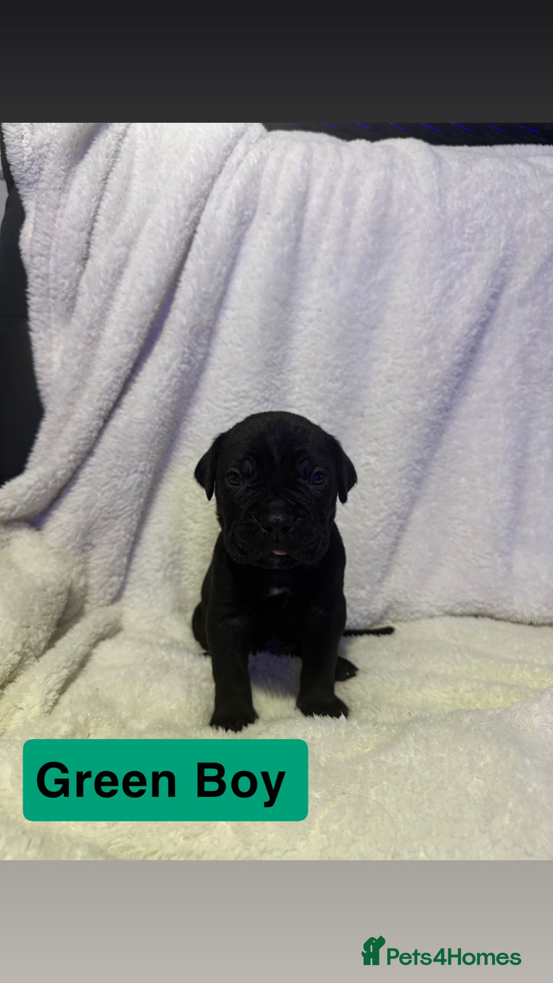 Cane Corso dogs for sale: 12 beautiful cane corso puppies 🐾 - Advert 8