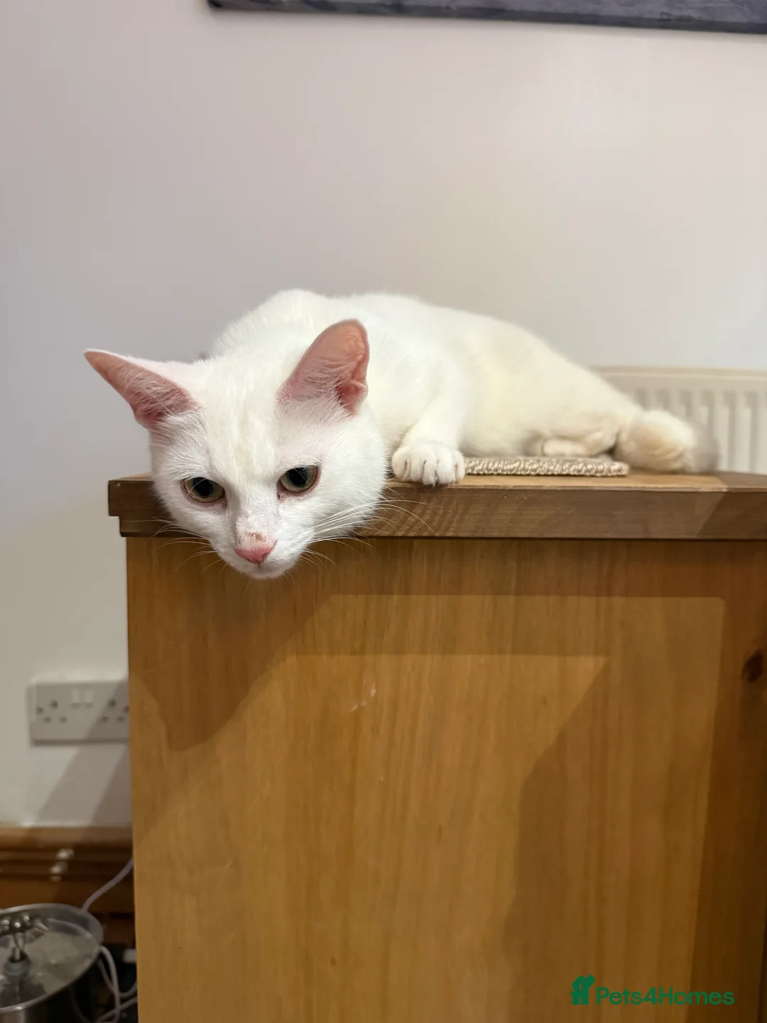 Mixed Breed cats for sale: 4 kittens and 1 mother - Advert 2