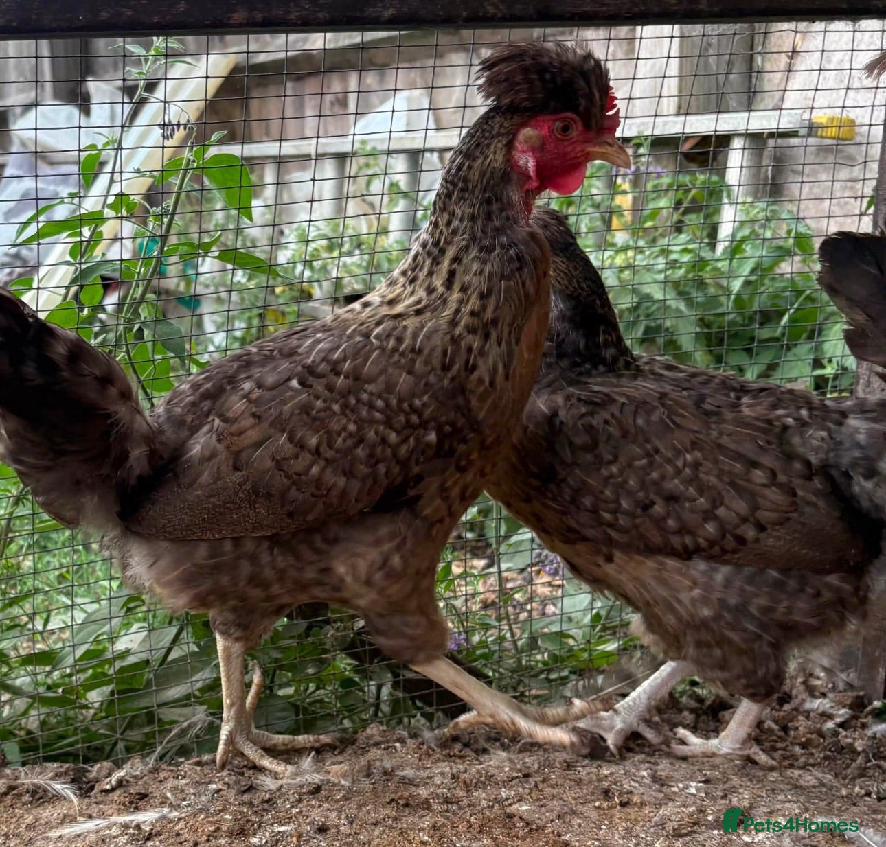 Chickens poultry Cream Legbar Hens - Advert 4