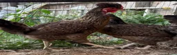 Chickens poultry for sale: Cream Legbar Hens - Advert 1