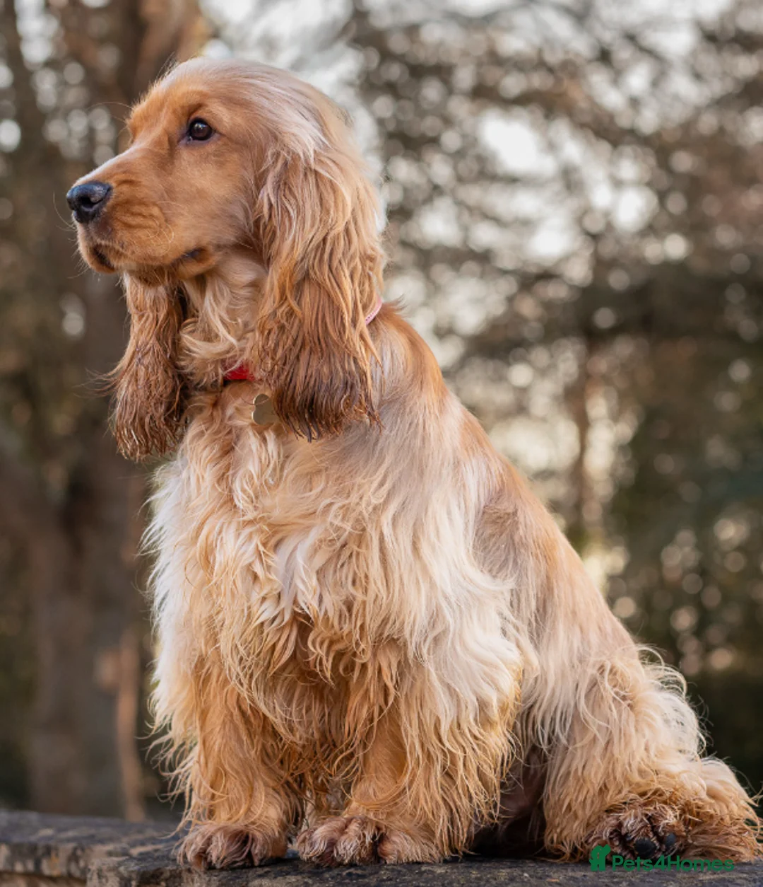 Cocker Spaniel dogs for stud: LUDO - GOLDEN Show Cocker Pedigree Stud TOP Tested in Bradford-on-Avon - Advert 9