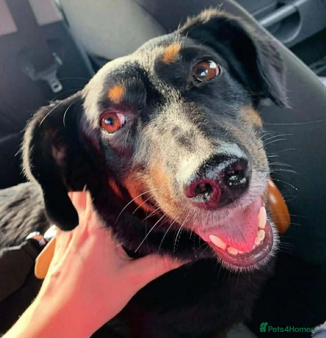 Mixed Breed dogs for adoption: Grand George - Advert 3