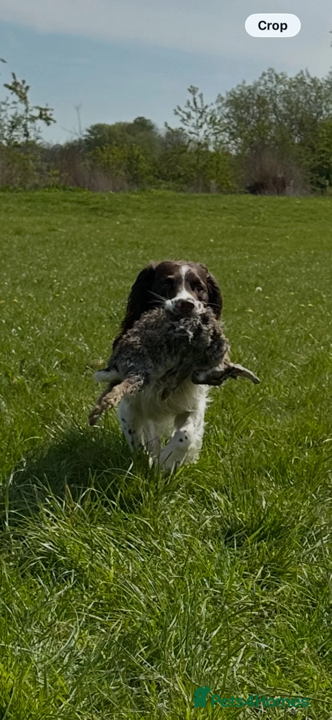 English Springer Spaniel dogs for stud: *KC registered* Gus available for stud - Advert 2