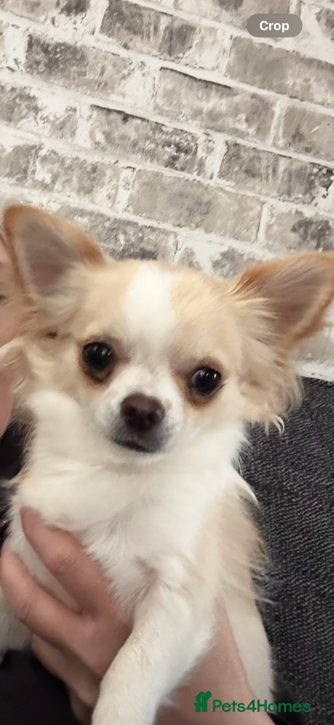 Chihuahua dogs for sale: Stunning chuiwawa bitch  - Image 2