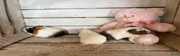 Guinea Pig rodents for sale: Young guinea pigs for sale  - Advert 5