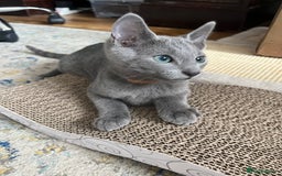 Russian Blue cats for sale: Russian blue kittens GCCF registered  - Image 16