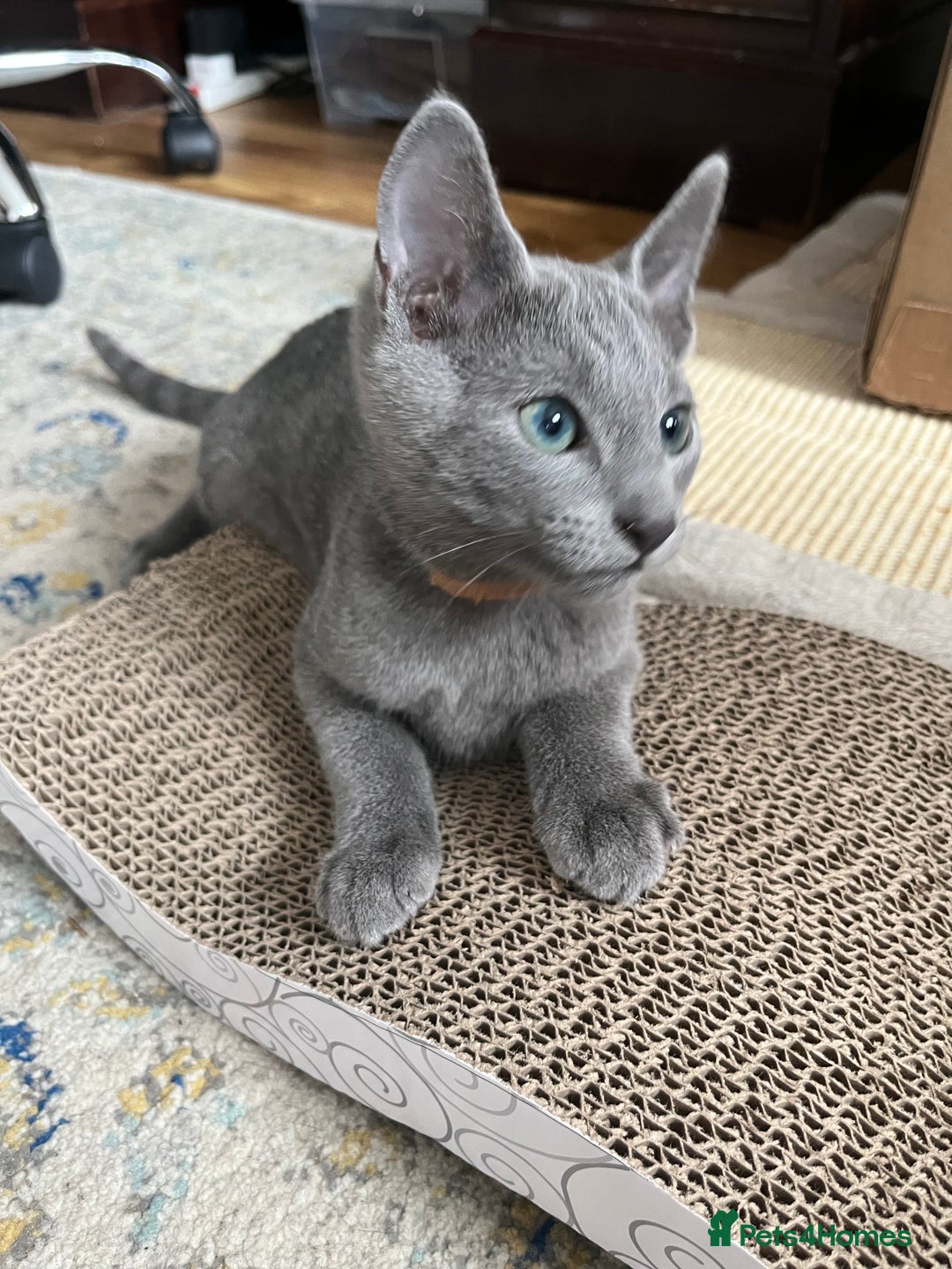 Russian Blue cats for sale: Russian blue kittens GCCF registered  - Image 16