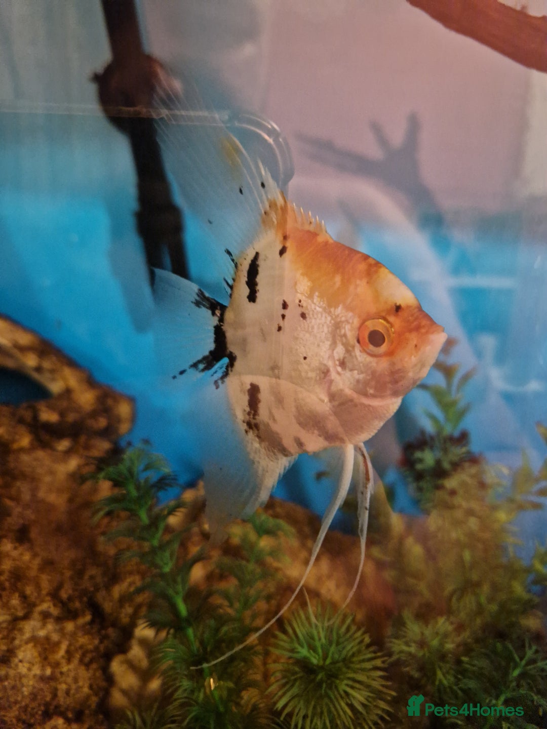Angelfish fish for sale: Breeding pair of Koi Angelfish  - Advert 3