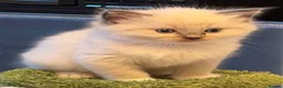 Ragdoll cats for sale: 3 kittens, 5 weeks old - Advert 7