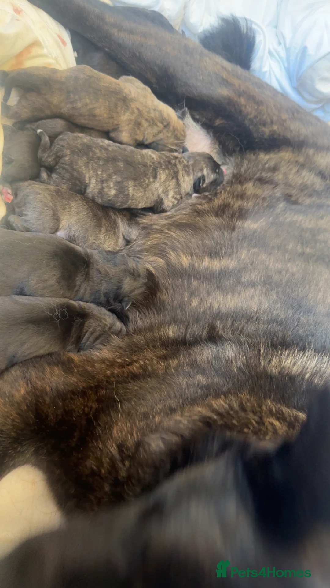 Mixed Breed dogs for sale: american akita cross cane corso puppy’s  - Advert 1