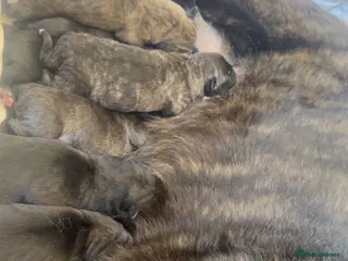 Mixed Breed dogs american akita cross cane corso puppy’s - Advert 1