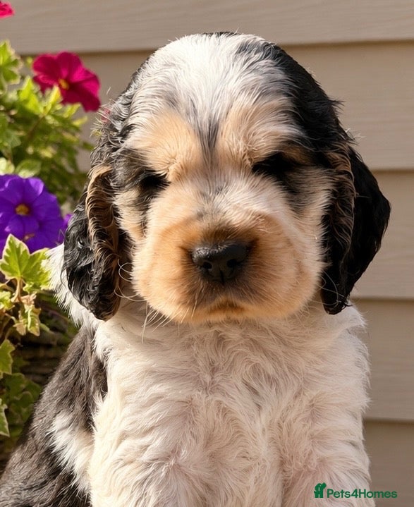 Cocker Spaniel dogs Champion Bloodlines Show Type Cocker Spaniels - Advert 2