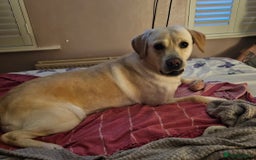 Labrador Retriever dogs for sale: Beautiful lab male - Image 2