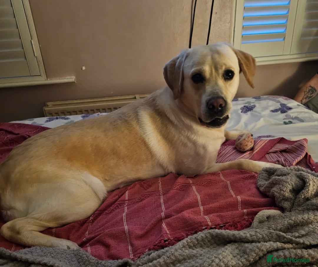 Labrador Retriever dogs for sale: Beautiful lab male - Image 2