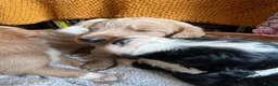 Bordoodle dogs for sale: Amazing collie-poos - Advert 4