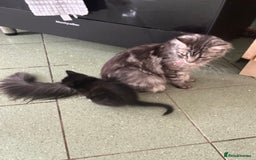 Mixed Breed cats for sale: Half main coon kitten  - Image 3