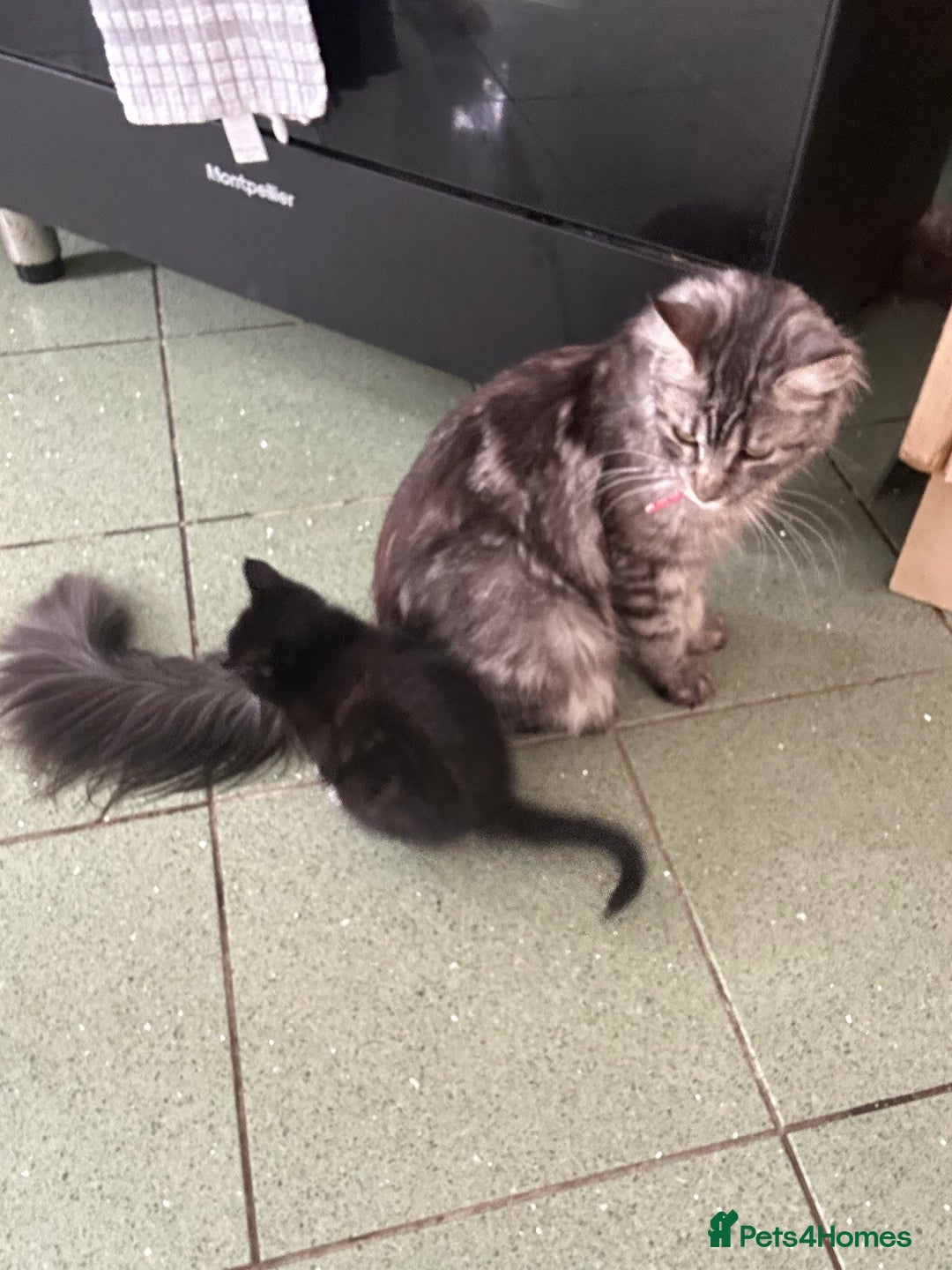 Mixed Breed cats for sale: Half main coon kitten  - Image 3