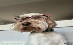 Mixed Breed dogs for sale: Border doodle - Image 18