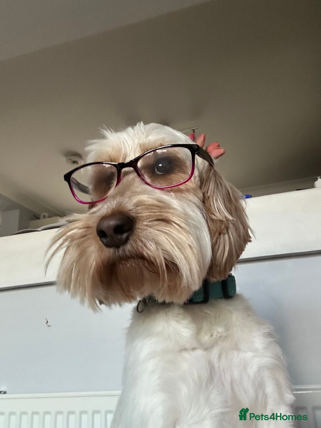 Mixed Breed dogs for sale: Border doodle - Image 18