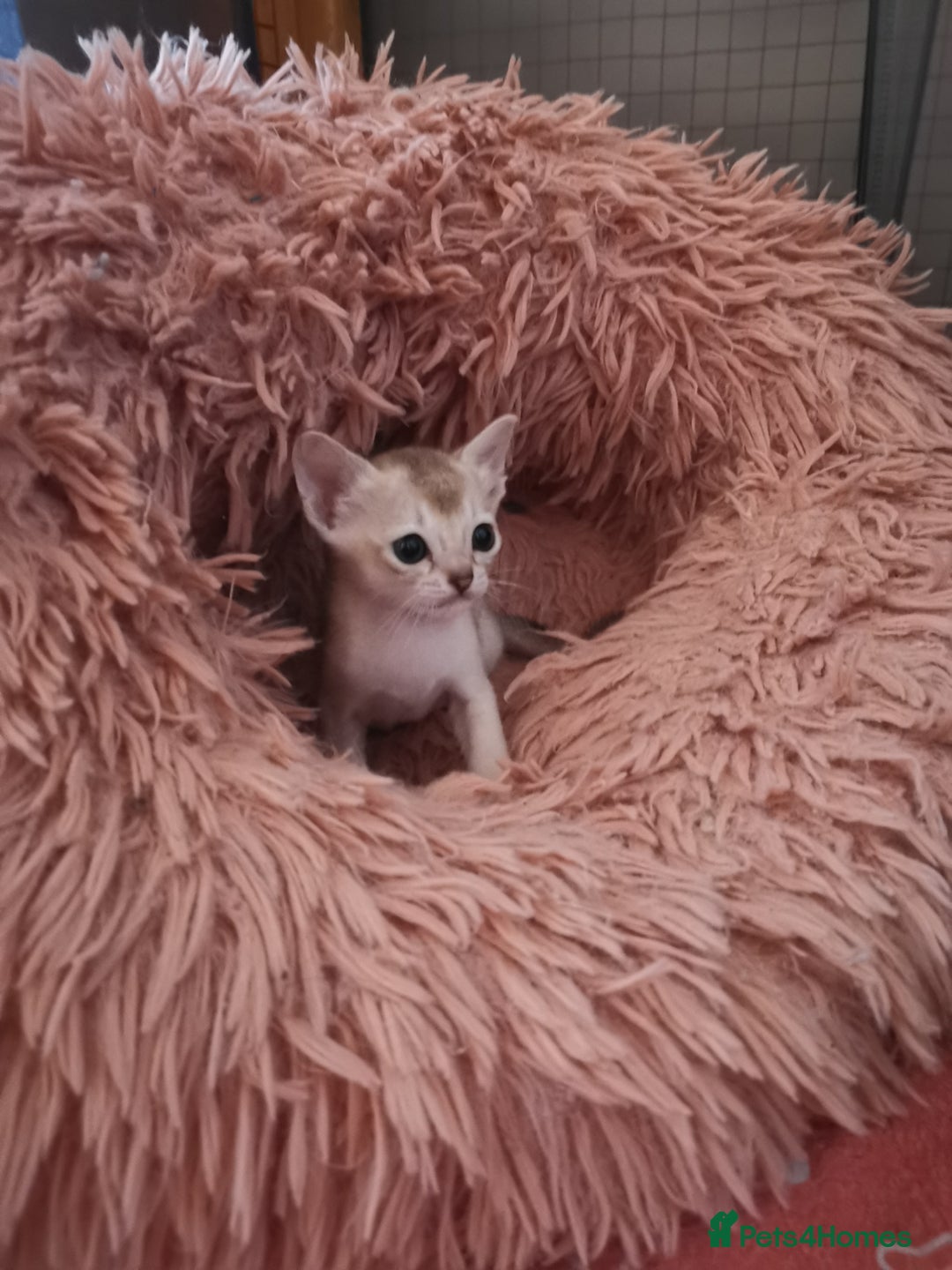 Singapura cats for sale: Stunning Singapura kittens  - Image 13