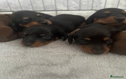 Dachshund dogs for sale: Long haired dachshund puppies  - Image 2