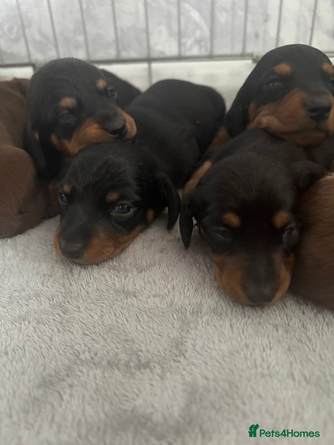 Dachshund dogs for sale: Long haired dachshund puppies  - Image 2