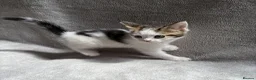 Mixed Breed cats for sale: Adorable Kittens Looking for Their Forever Home - Advert 19