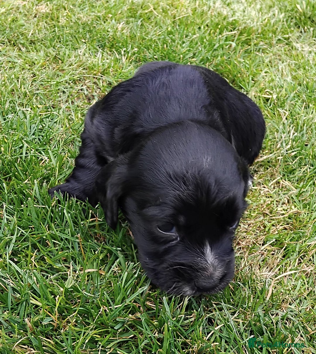 Cocker Spaniel dogs for sale: KC registered working cocker spaniel puppies. - Image 15