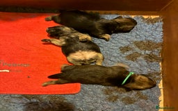 Border Terrier dogs for sale: Gorgeous Border Terrier girl - Image 3