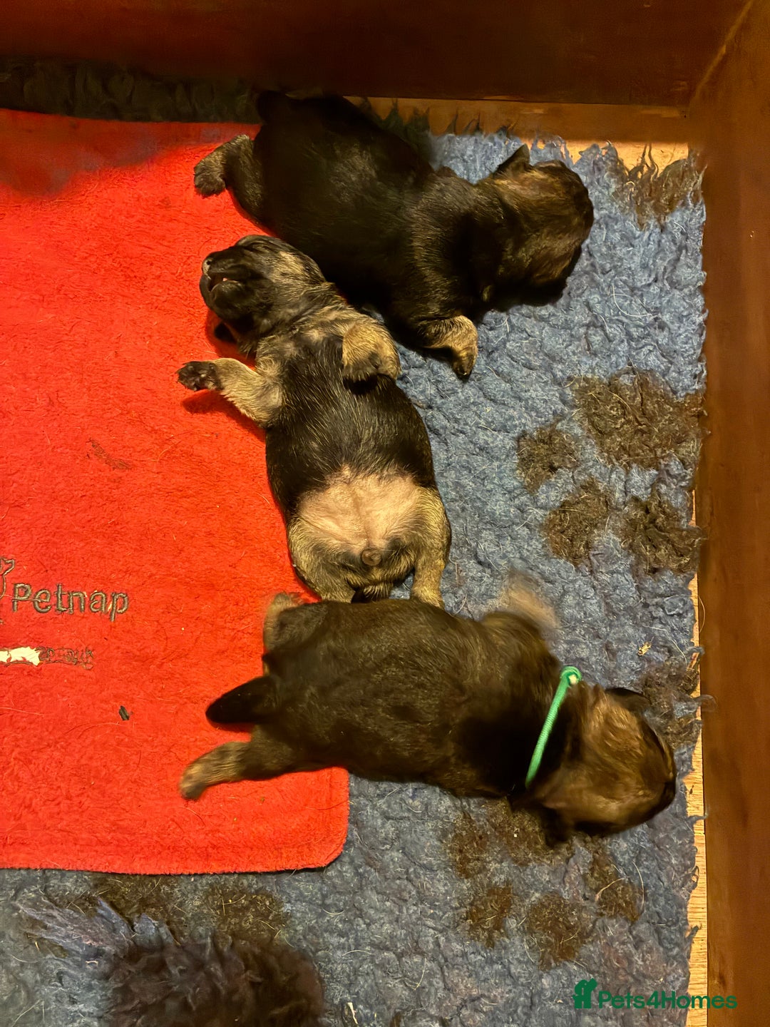 Border Terrier dogs for sale: Gorgeous Border Terrier girl - Image 3