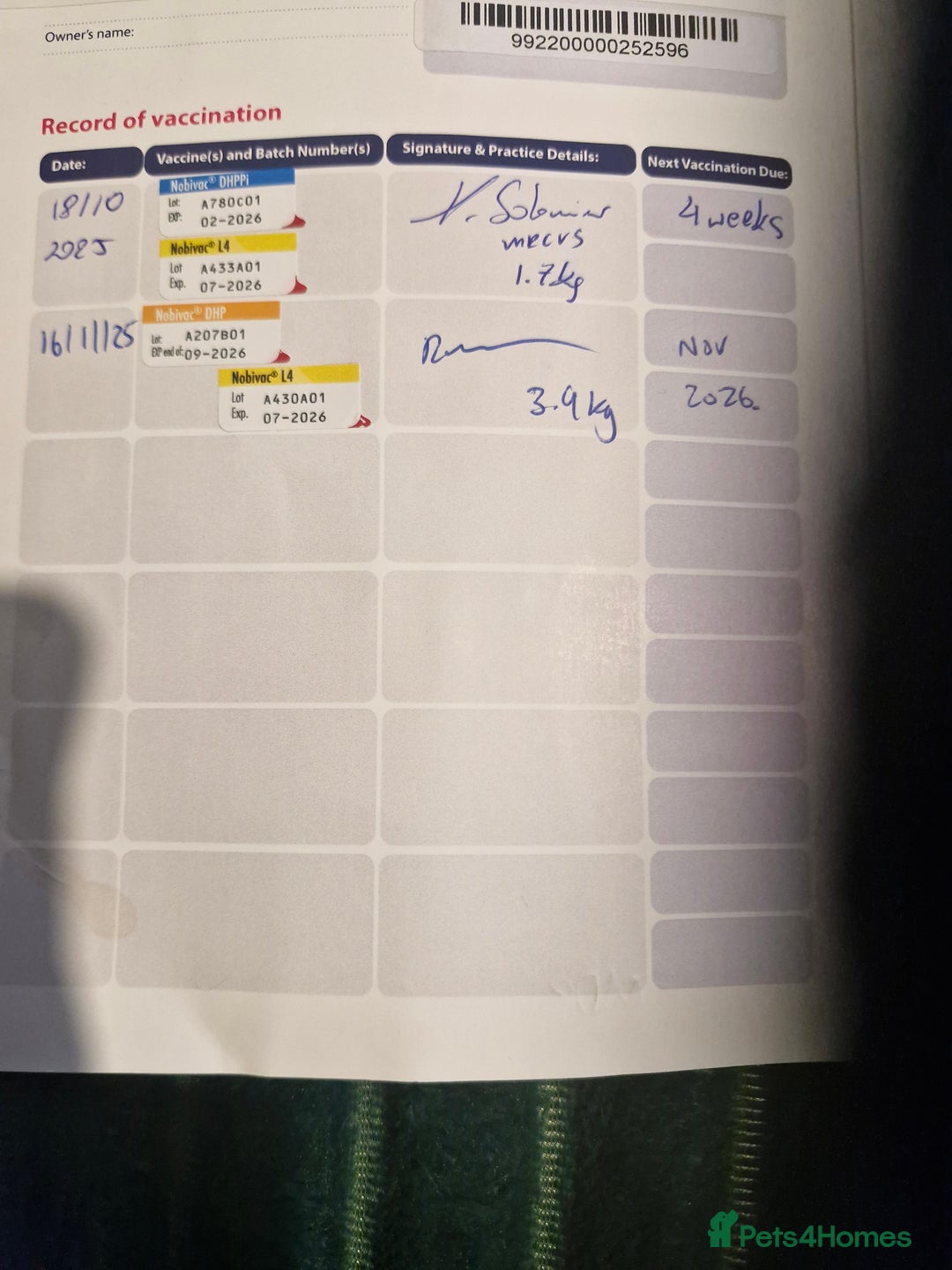 Mixed Breed dogs for sale: Wippet cross puppy - Advert 9