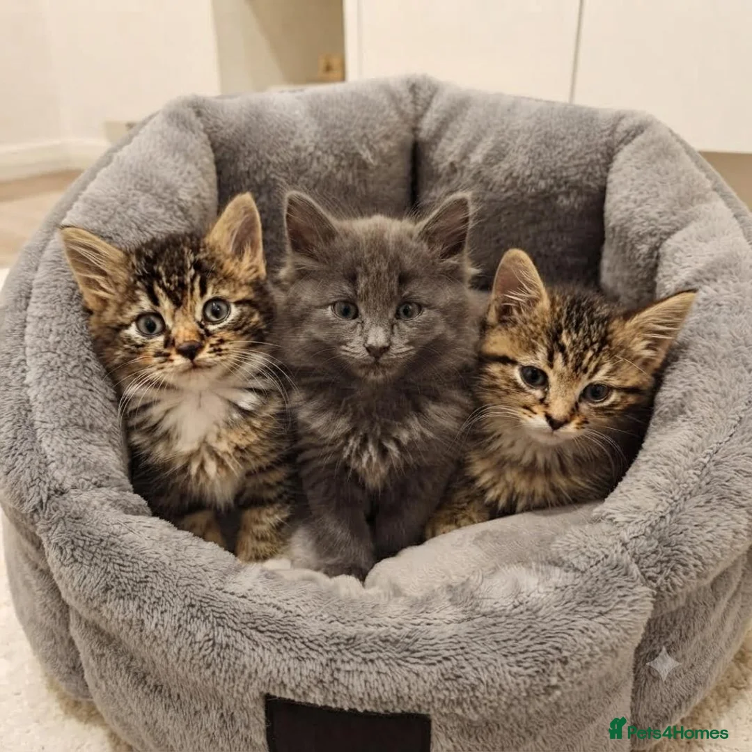 Siberian cats for sale: Beautiful Siberian x Korat kittens  - Advert 2