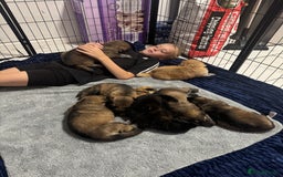 German Shepherd dogs for sale: German Shepherd Puppies  - Image 34