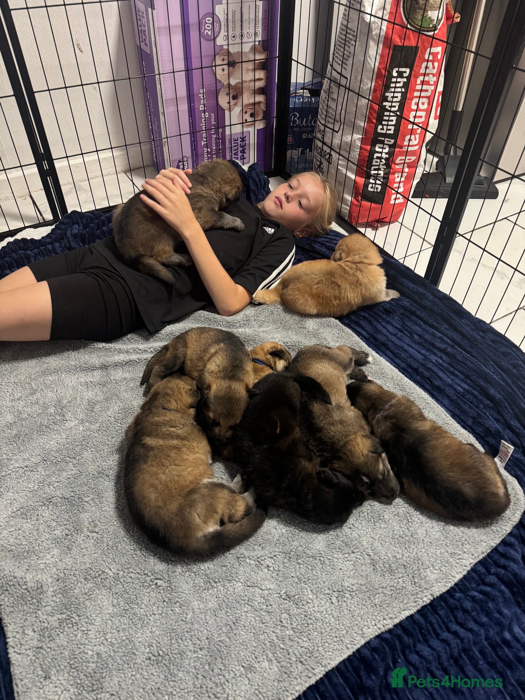 German Shepherd dogs for sale: German Shepherd Puppies  - Image 34