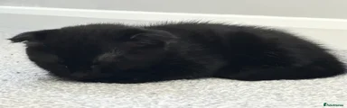 Scottish Fold 3