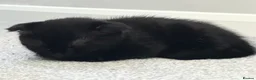 Scottish Fold cats for sale: Scottish fold kittens  in Dewsbury - Advert 6