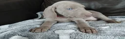 Weimaraner dogs for sale: KC reg Weimaraner puppies ready to leave now - Advert 3