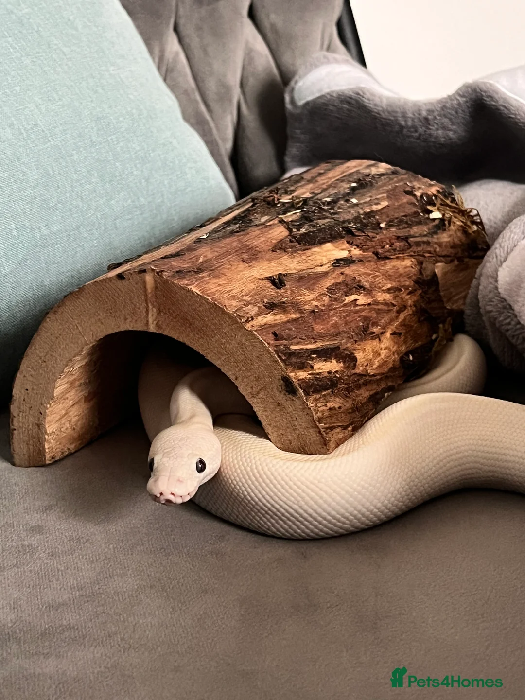 Python Snake reptiles for sale: Female Albino Royal Python – Healthy & Calm in Ramsgate - Advert 6