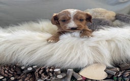 Cockapoo dogs for sale: 🐶Stunning F1 Cockapoos, Licensed Breeder🐾 - Advert 12