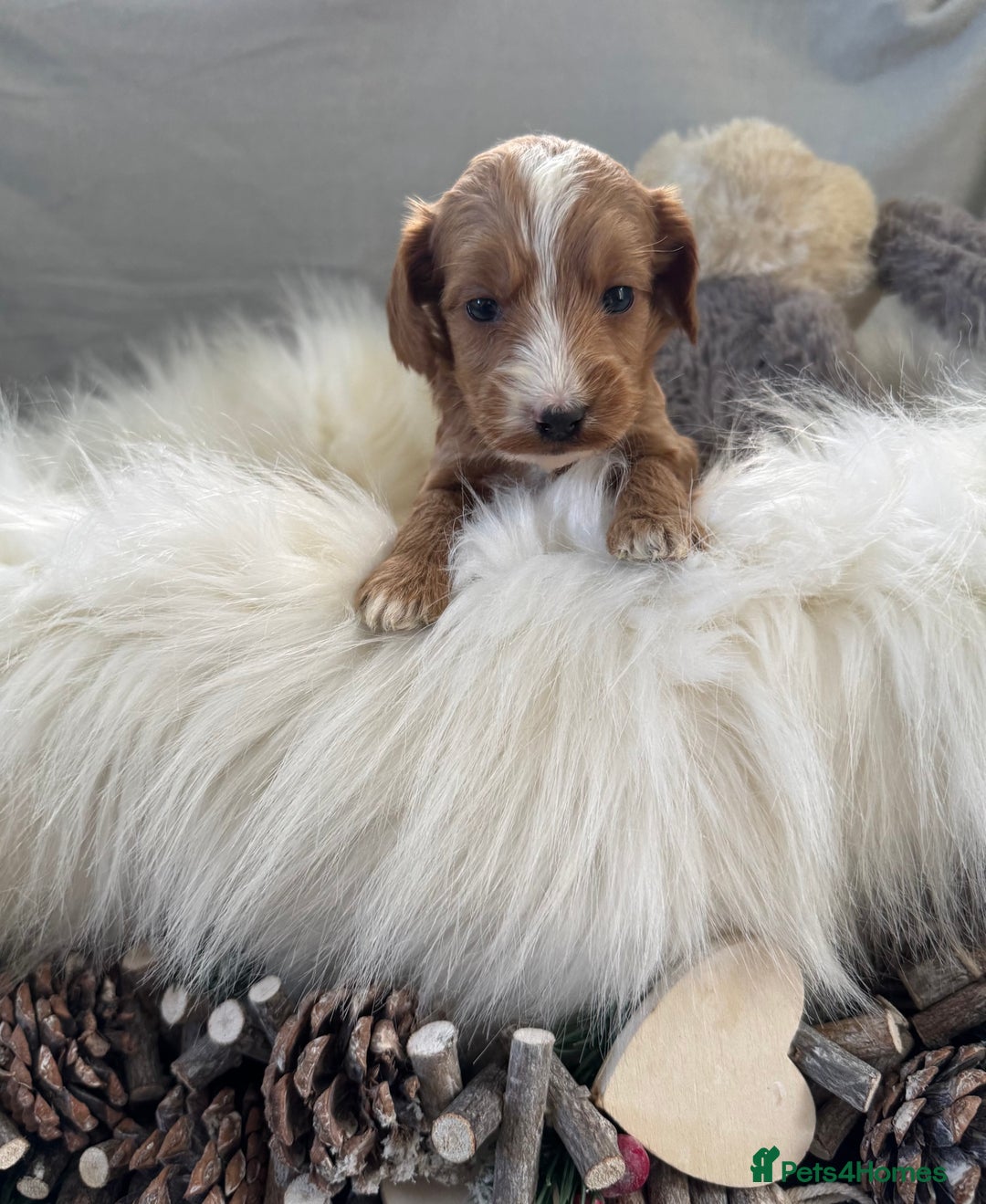 Cockapoo dogs for sale: 🐶Stunning F1 Cockapoos, Licensed Breeder🐾 - Advert 12