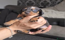 Miniature Dachshund dogs for sale: Miniature dachshunds  - Image 4
