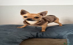 Chihuahua dogs for sale: Two male chihuahuas pups  - Image 3