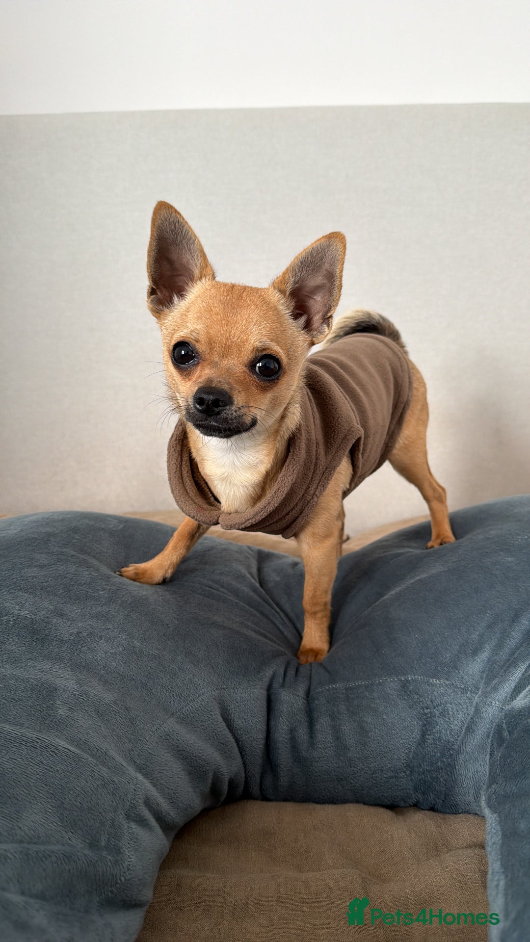 Chihuahua dogs for sale: Two male chihuahuas pups  - Image 3