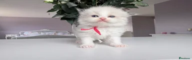 Ragdoll Kitten 4