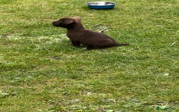 Patterdale Terrier dogs for sale: 1 gorgeous patterdale puppy  - Image 2