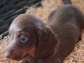 Miniature Dachshund dogs MINIATURE DASCHUND BOYS - Advert 15